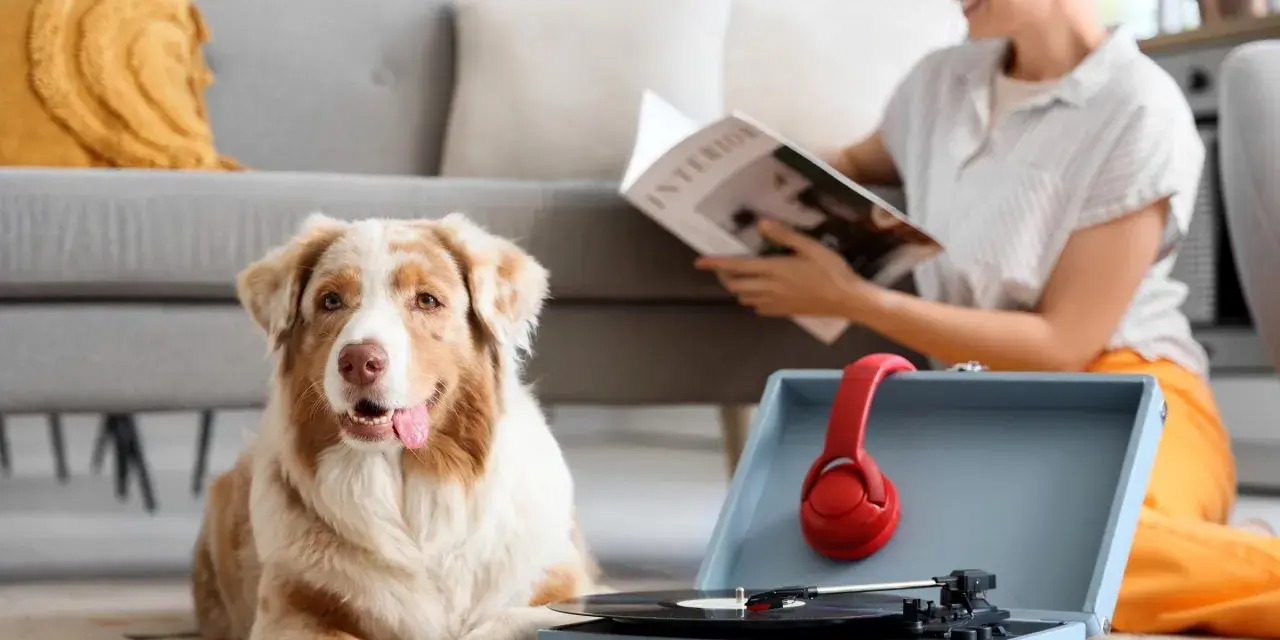 Pies leży obok gramofonu z czerwonymi słuchawkami, słuchając uspokajającej muzyki dla psa. Kobieta czyta magazyn w tle.