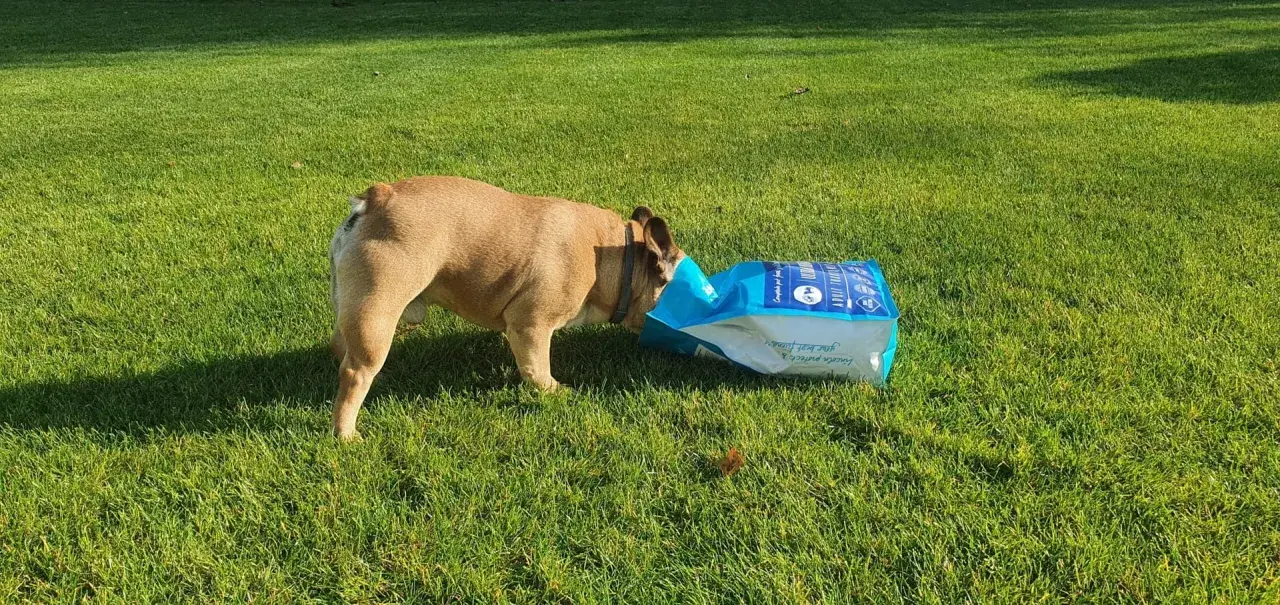 Pies francuski buldog zagląda do torby z karmą na trawie. Może zastanawia się, dlaczego pies je trawę, gdy ma pełną miskę?
