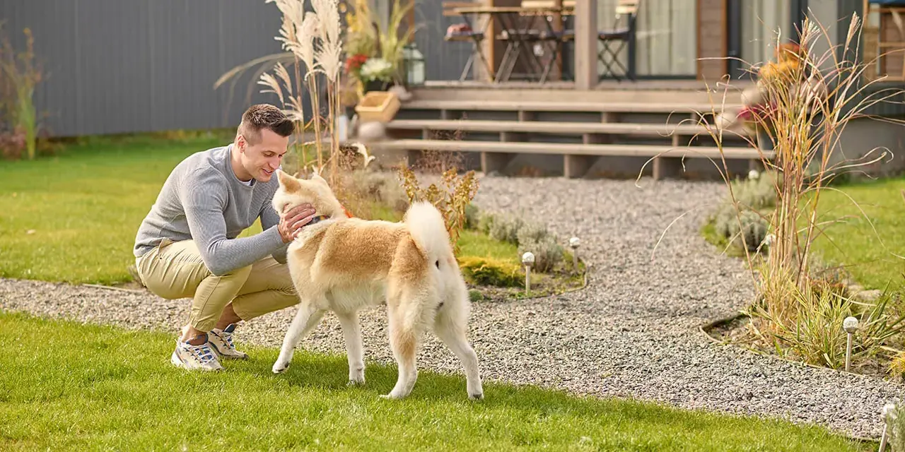 Uśmiechnięty mężczyzna głaszcze swojego psa, który stoi na trawniku przed domem. To szczęśliwy labrador na dworze.