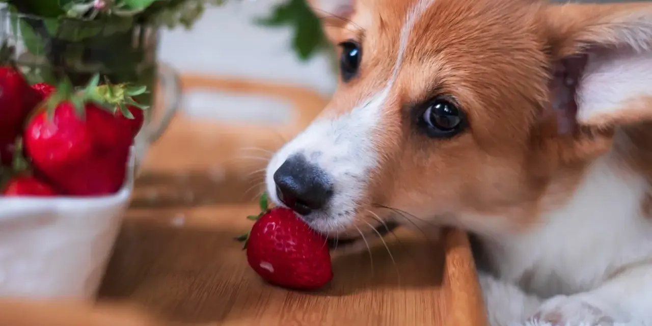 Corgi delikatnie wącha truskawkę, zastanawiając się, czy pies może jeść truskawki.