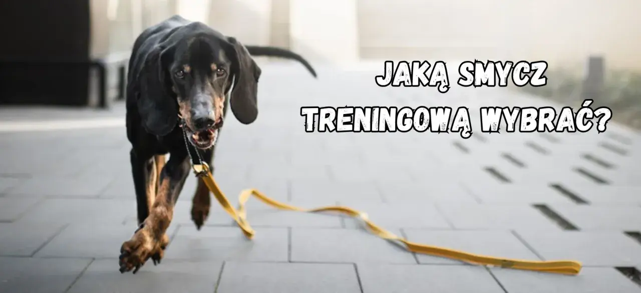 Czarny pies biegnie z żółtą, płaską smyczą treningową.
