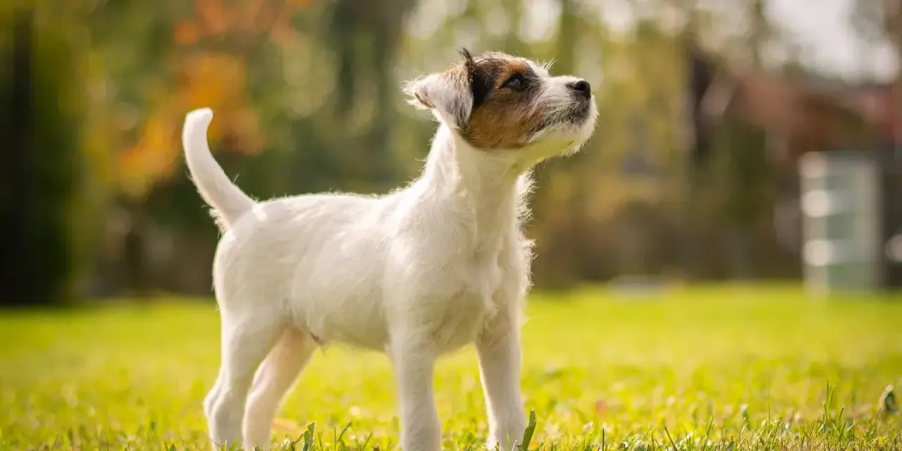 Młody, energiczny russell terrier stoi na trawie, wpatrzony w dal.