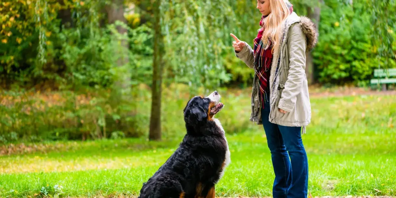 Kobieta uczy psa komendy "siad" w parku. Pies uważnie słucha, gotowy do wykonania polecenia.
