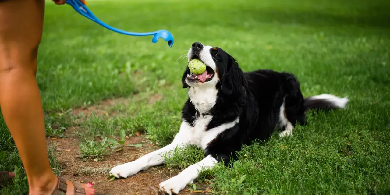 Pies rasy Bernese Mountain Dog z piłką w pysku leży na trawie, czekając na rzut. To świetny moment, by nauczyć psa aportować!