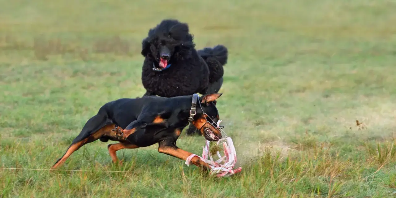 Doberman w kagańcu bawi się zabawką, a w tle czarny pudel. Czy doberman jest agresywny? Ten piesek pokazuje, że niekoniecznie!