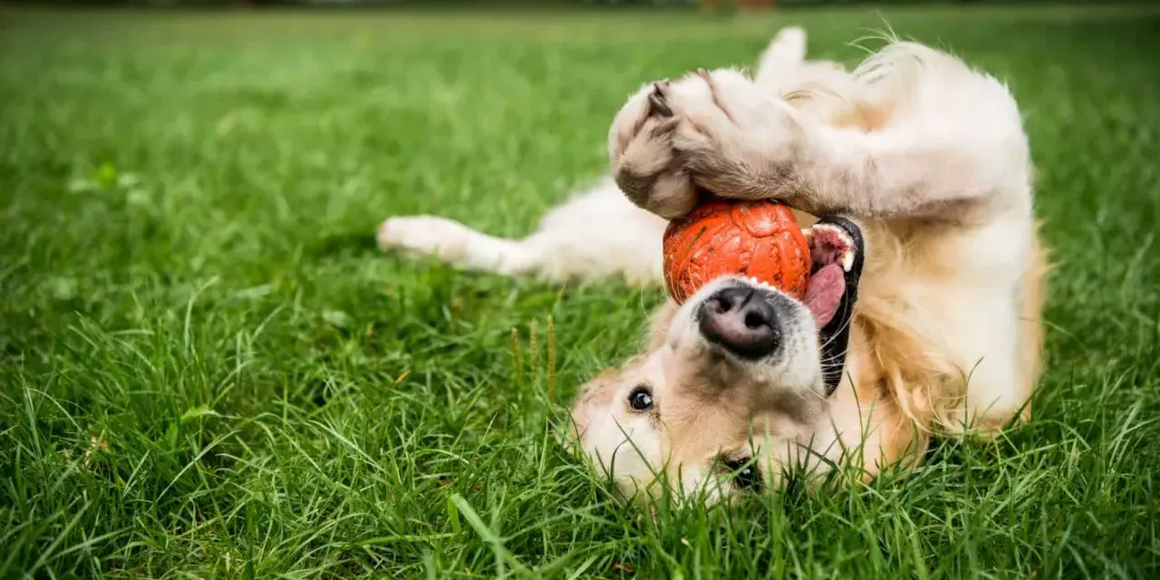 Szczeniak golden retriever bawi się pomarańczową piłką na trawie. Idealne zabawki dla szczeniaka, które zapewnią mu radość i zajęcie.