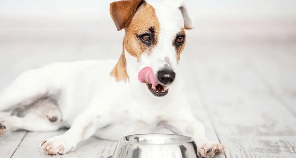 Jack Russell terrier oblizuje pyszczek, zastanawiając się, czy wybrać karmę suchą czy mokrą dla psa. Pusta miska czeka.