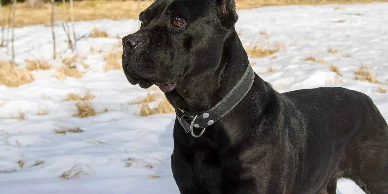 Czarny pies rasy Cane Corso, imponujący swoją wielkością, stoi na śniegu.