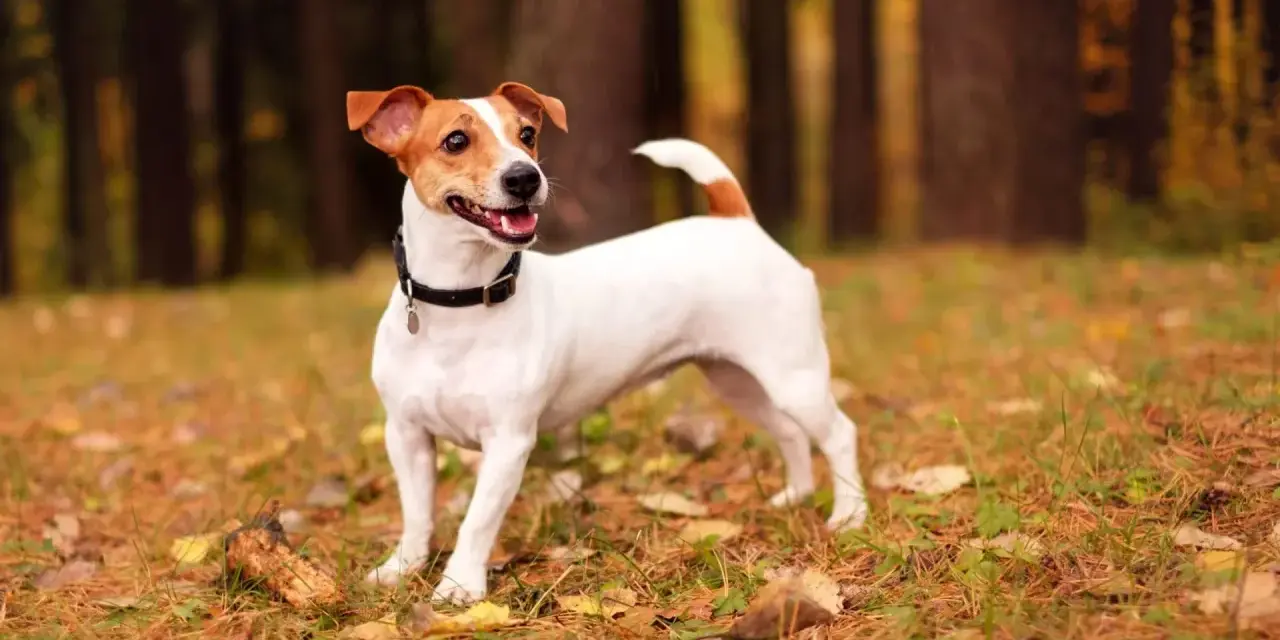 Wesoły jack russell terrier krótkowłosy w jesiennym lesie, z uszami do góry i ogonem wesoło podniesionym.
