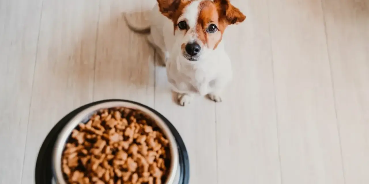 Mały piesek czeka na jedzenie. Zastanawiasz się, ile powinien jeść pies 5 kg? Sprawdź zalecenia żywieniowe.