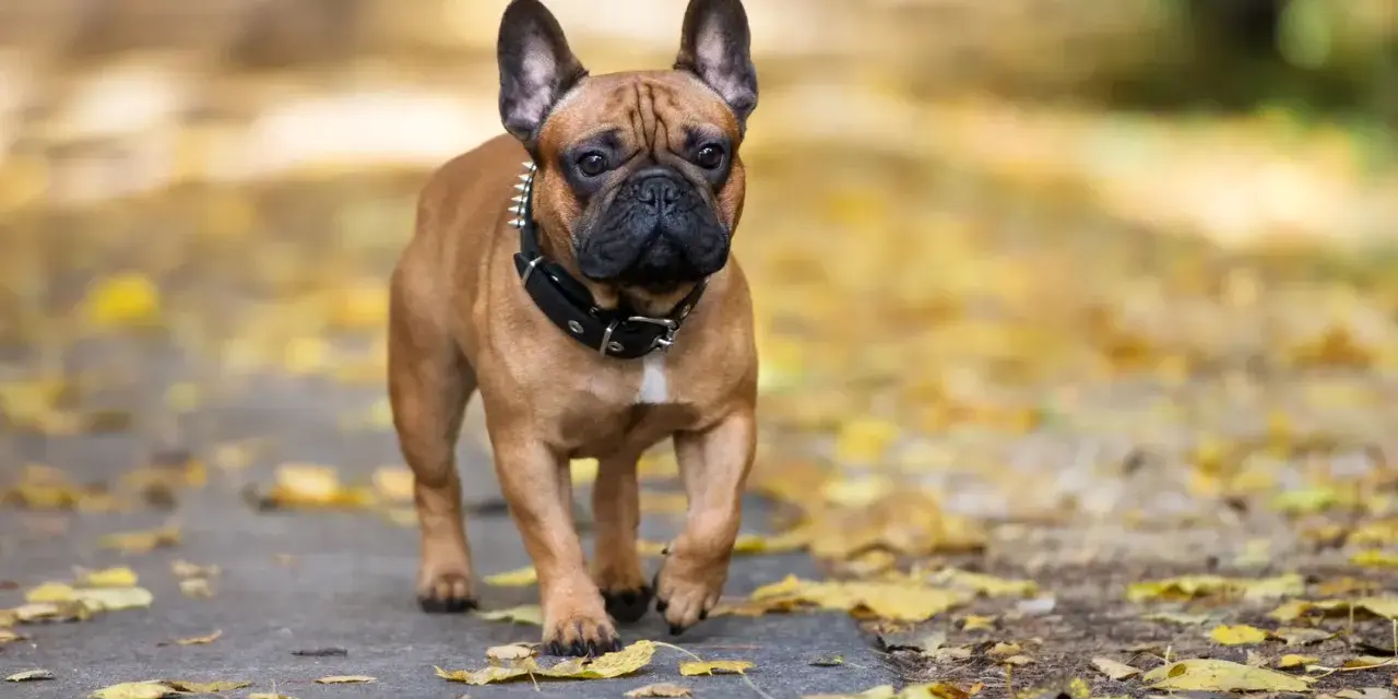 Brązowy buldog francuski w kolczatce spaceruje po ścieżce wśród jesiennych liści.