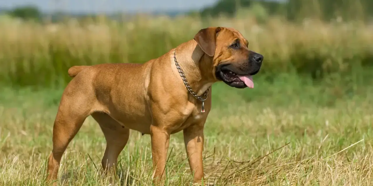 Potężny boerboel czarny, z łańcuchem na szyi, stoi na łące.