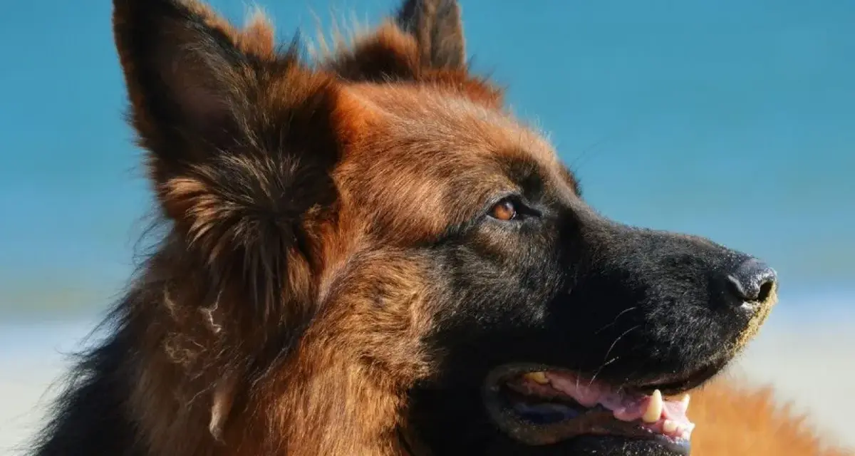 Portret owczarka niemieckiego na tle błękitnego nieba. Zastanawiasz się, ile żyje owczarek niemiecki?