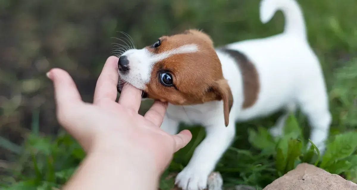 Uroczy szczeniak Jack Russell Terrier gryzie palec, ucząc się, jak oduczyć szczeniaka gryzienia.