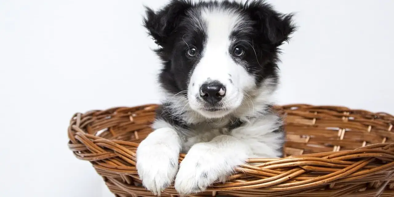 Uroczy szczeniak rasy border collie w wiklinowym koszyku. Czeka na nowy dom, gotowy do odsprzedaży.