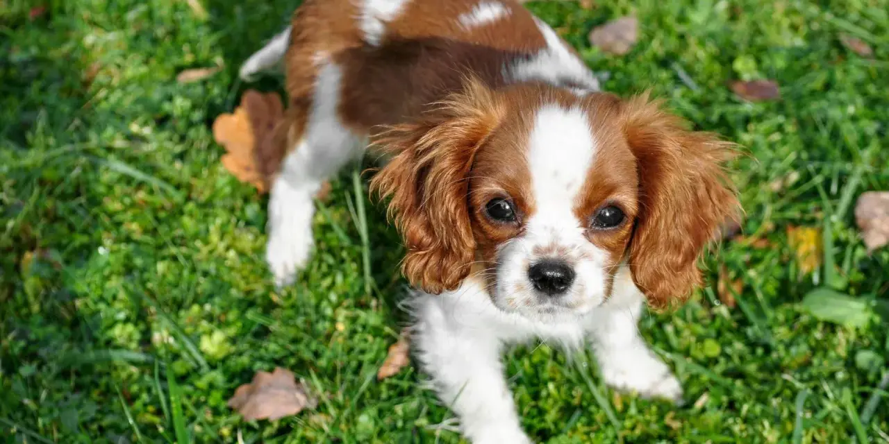 Uroczy Cavalier King Charles Spaniel, idealny piesek do mieszkania, siedzi na trawie.