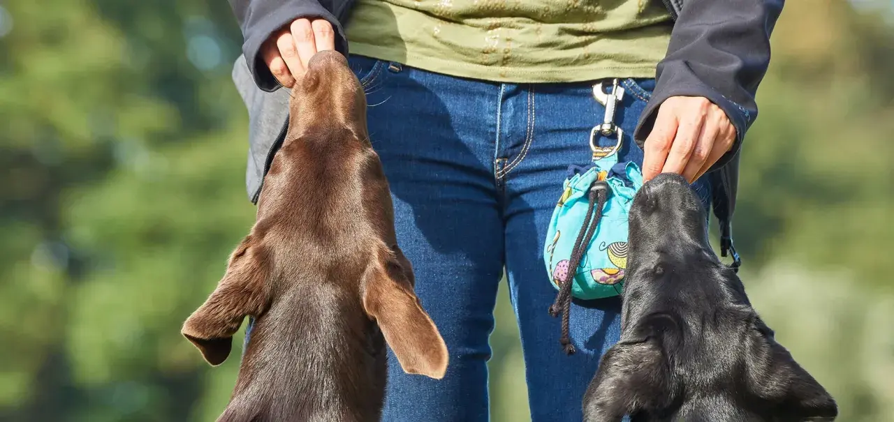 Trening z psami metodą klikerową. Dwa psy, brązowy i czarny, wyciągają łebki do ręki człowieka, który trzyma smakołyki.