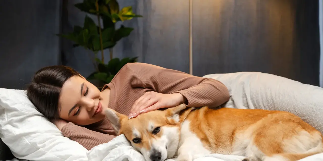 Kobieta głaszcze śpiącego corgi na łóżku. Zastanawia się, dlaczego pies nie chce ze mną spać, choć jest tak blisko.