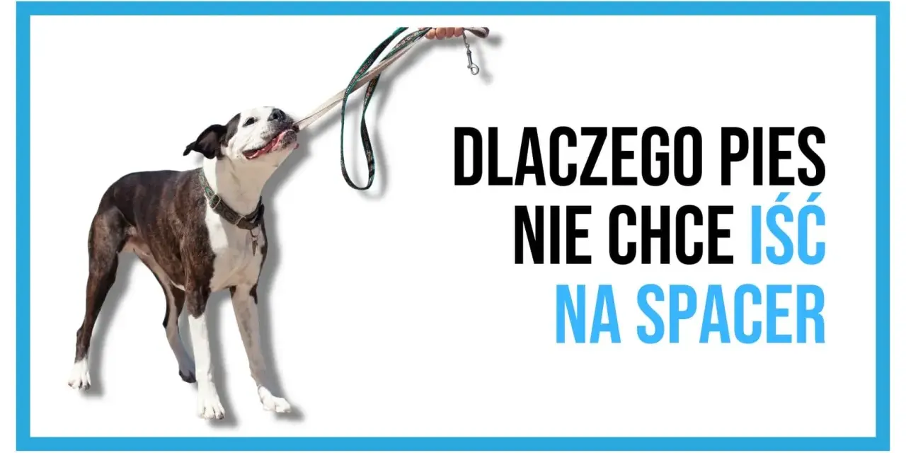 Pies się zapiera i nie chce iść na spacer, trzymając smycz w pysku.