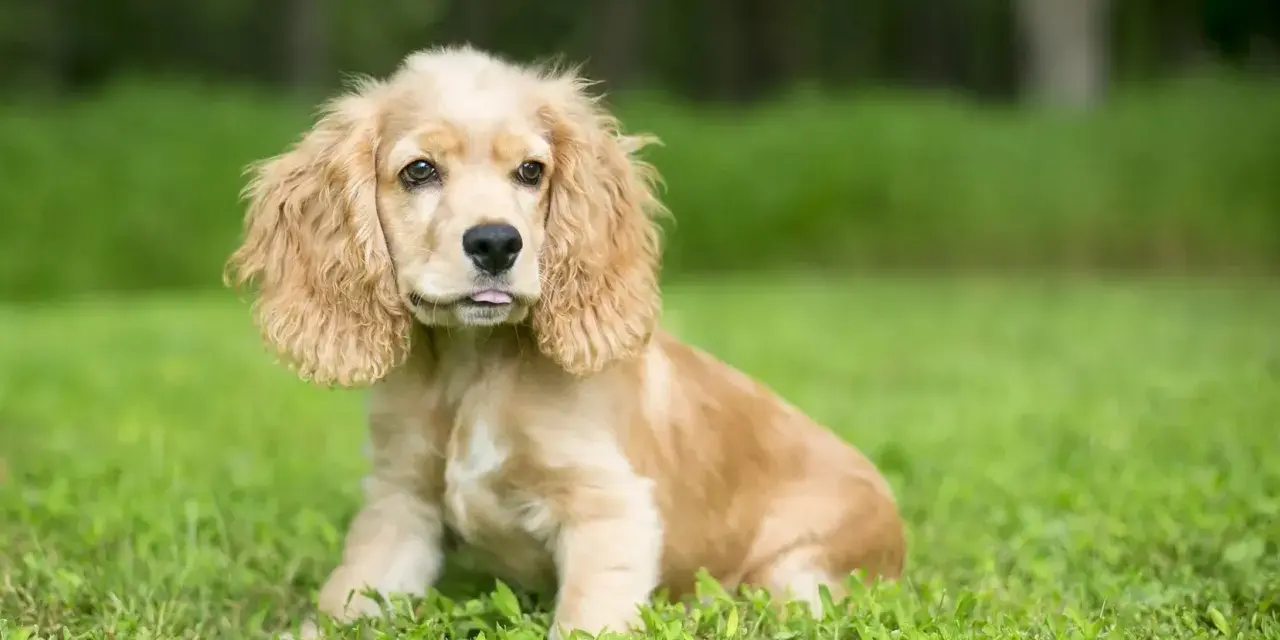 Uroczy cocker spaniel miniaturka z wystawionym języczkiem siedzi na trawie.