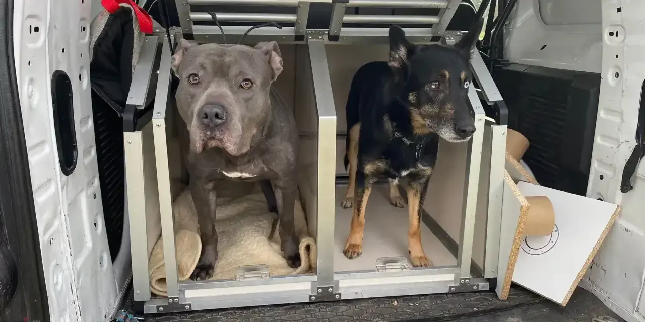 Dwa psy, jeden szary pitbull i jeden czarny kundelek z niebieskim okiem, czekają w transporterach w bagażniku samochodu na podróż do Czech.