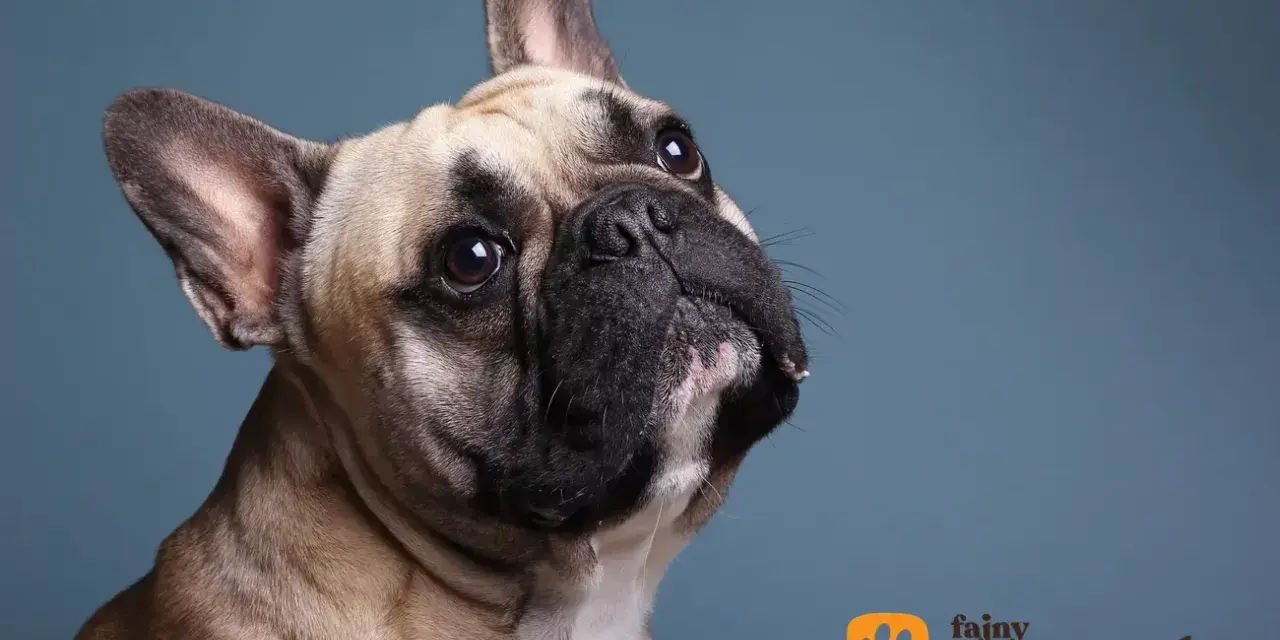 Uroczy buldog francuski z zaciekawieniem spogląda w górę. Jego waga jest idealna, by być pieszczochem.