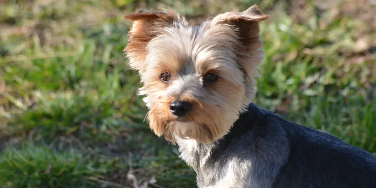 Uroczy yorkshire terrier na trawie. Zastanawiasz się, ile powinien jeść 2 kg york?