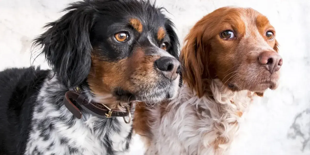 Dwa psy rasy spaniel bretoński, jeden czarno-biały, drugi rudy, patrzą w bok.