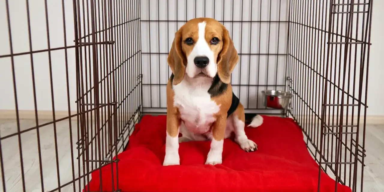 Uroczy beagle siedzi na czerwonym kocu w przestronnych klatkach kennelowych.