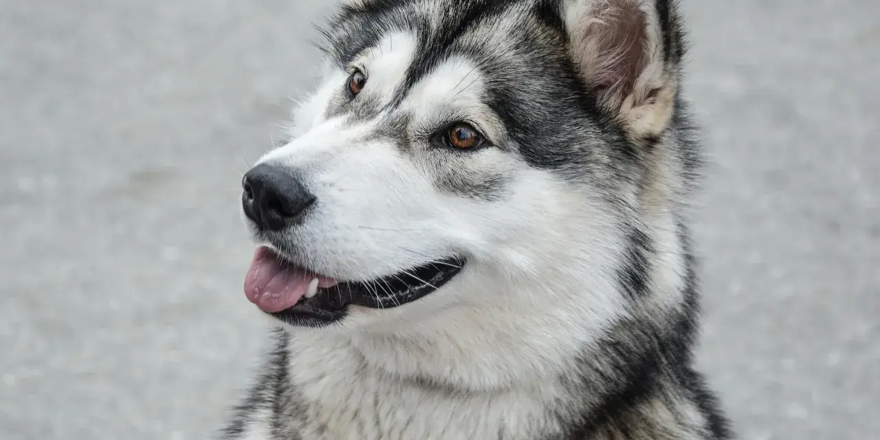 Piękny pies podobny do husky z brązowymi oczami i wyrazistą, czarno-białą sierścią, z językiem na wierzchu.