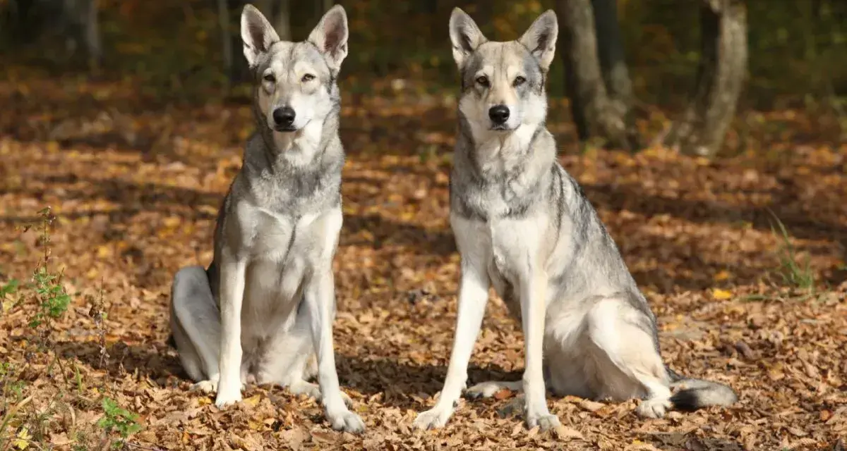 Dwa wilki, podobne do psów, siedzą na jesiennych liściach w lesie.