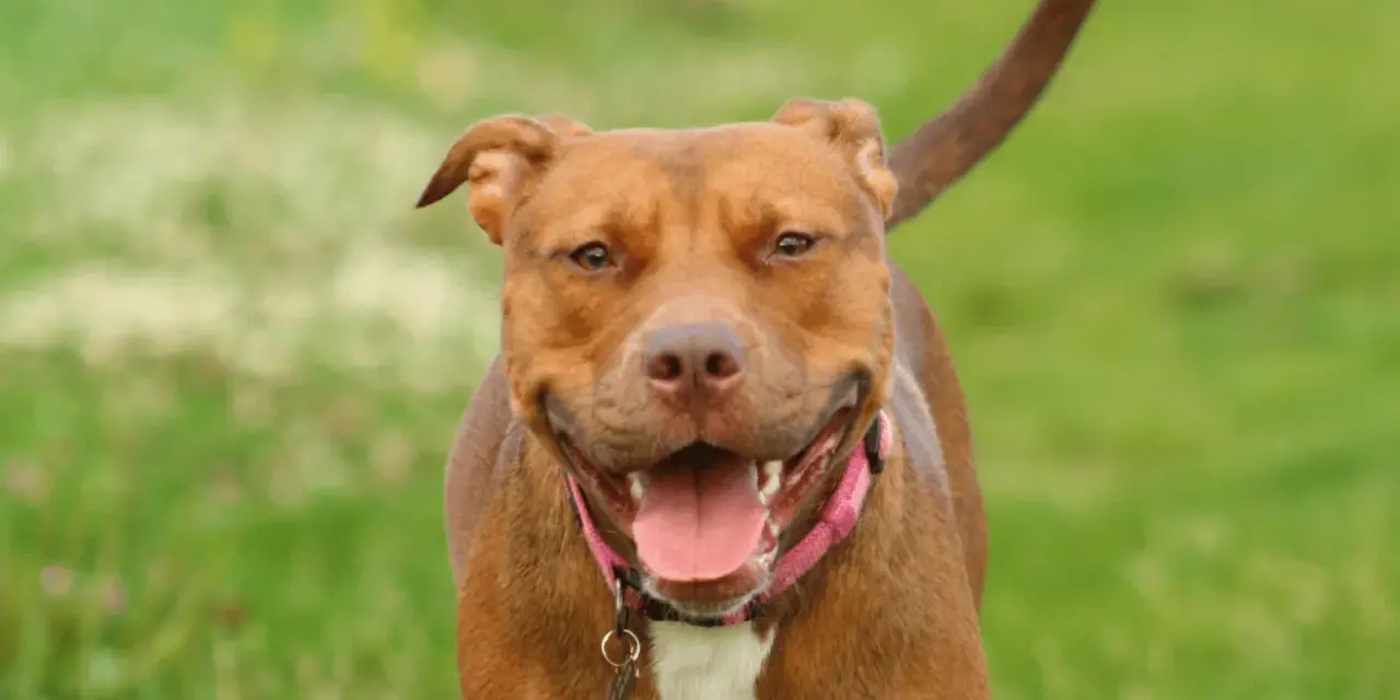 Uśmiechnięty brązowy pitbull w różowej obroży, z językiem na wierzchu. Czy pitbull jest groźny? Ten piesek wygląda na bardzo przyjaznego!