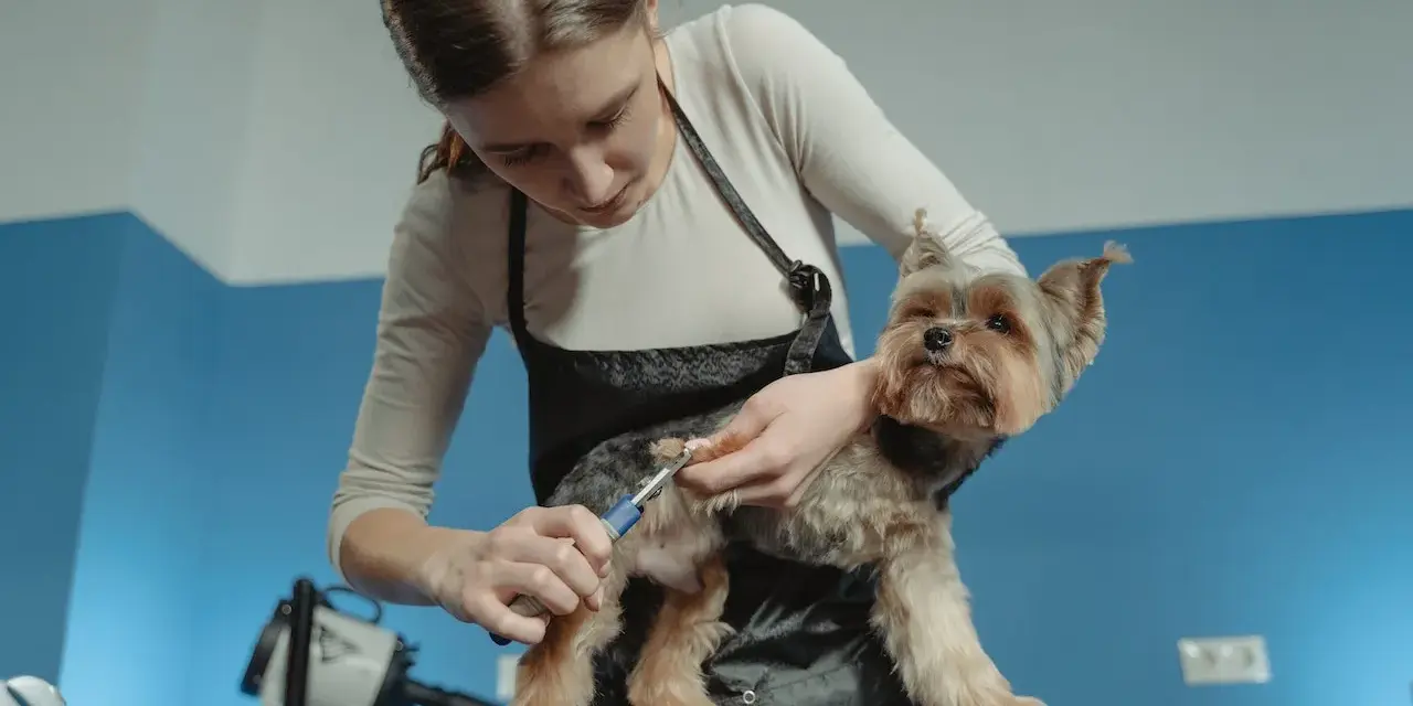 Stylistka przycina pazury u psa rasy Yorkshire Terrier. Dbałość o każdy szczegół, by pies czuł się komfortowo.
