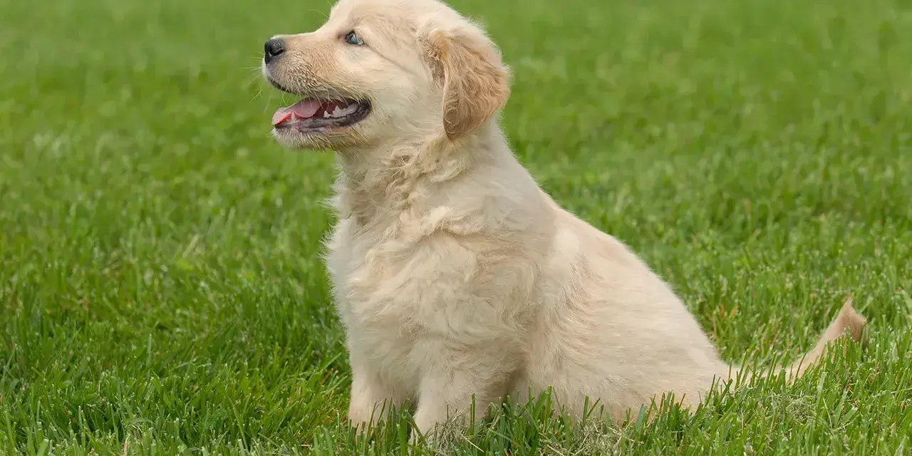 Uroczy szczeniak golden retriever siedzi na trawie. Czy golden retriever może mieszkać na dworze? Ten maluch wygląda na szczęśliwego na świeżym powietrzu!
