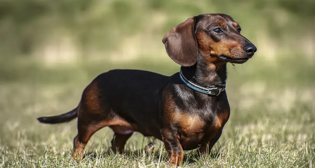Jamnik z labradorem, pies rasy jamnik, stoi na trawie, z uszami opuszczonymi i wpatrzony w dal.