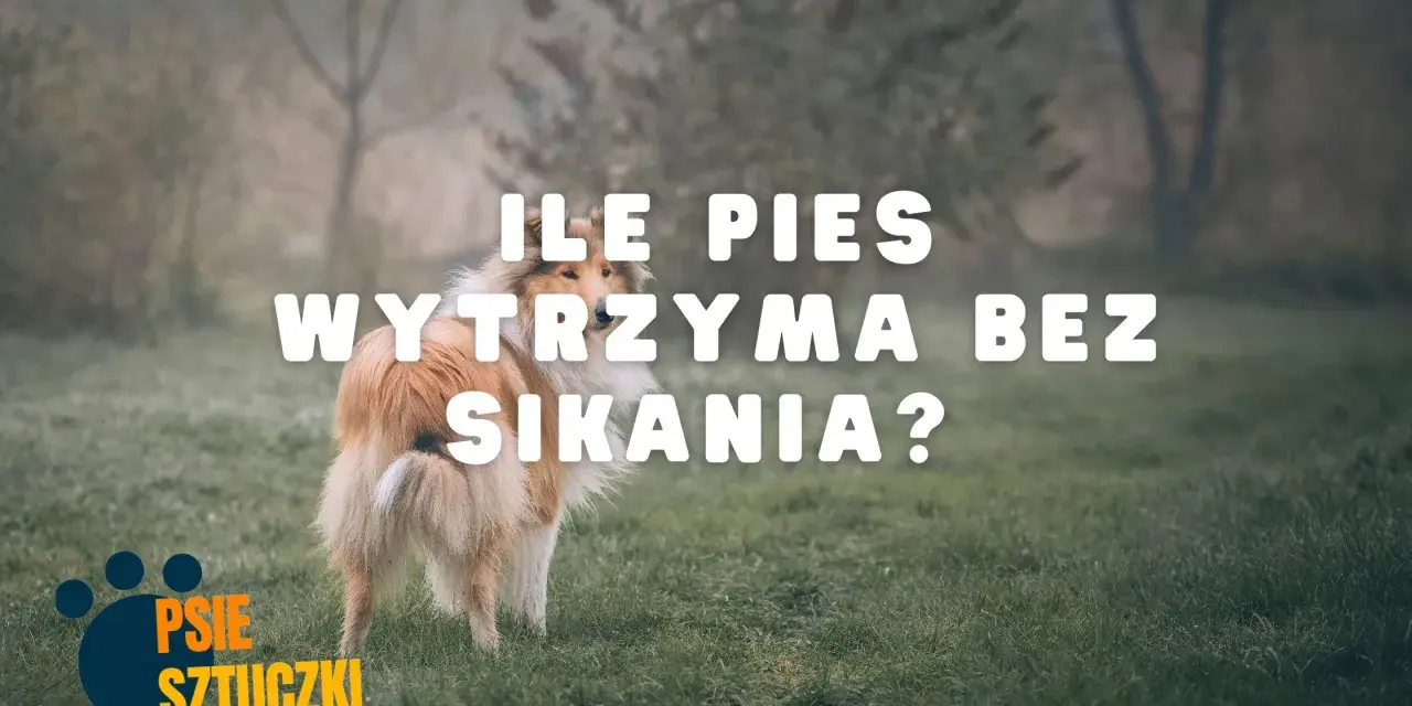Pies rasy collie na trawie, z napisem "ILE PIES WYTRZYMA BEZ SIKANIA?".