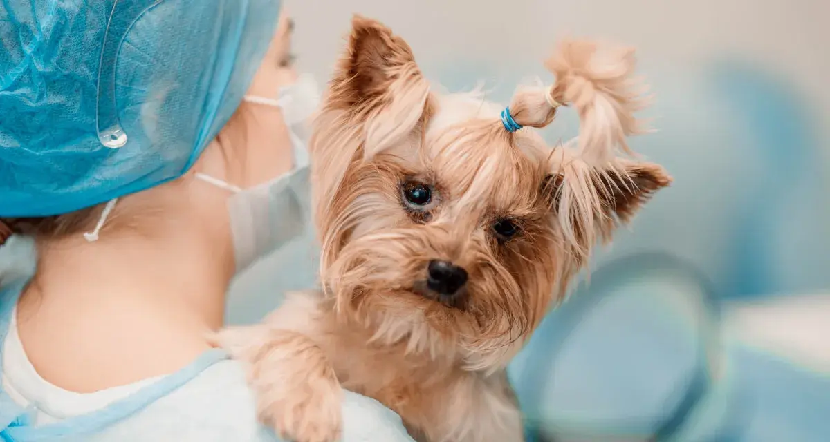 Mały yorkshire terrier z problemami neurologicznymi u weterynarza. Piesek ma zawiązane na gumkę włoski na głowie.