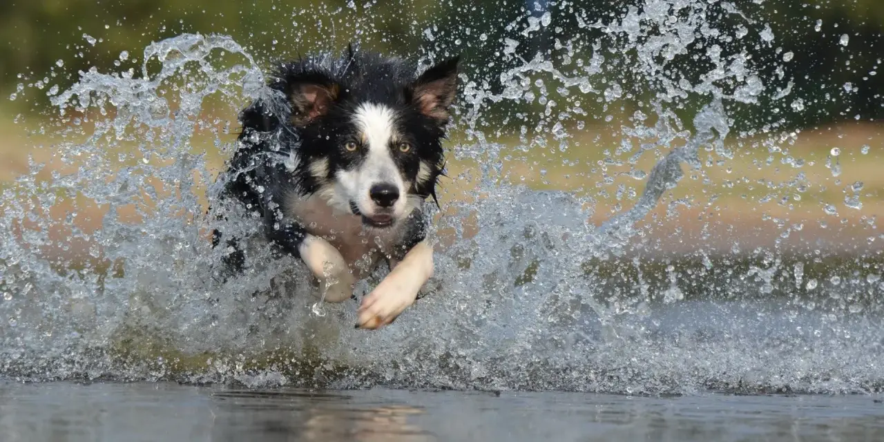 Rasa psa collie w pełnym biegu przez wodę, tworząc kaskadę bryzgów.