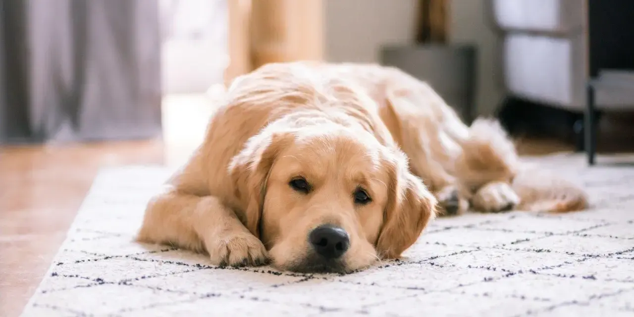 Złoty retriever leży na dywanie, wyglądając na lekko zmartwionego. Może to być objaw gronkowca u psa, który wymaga uwagi weterynarza.