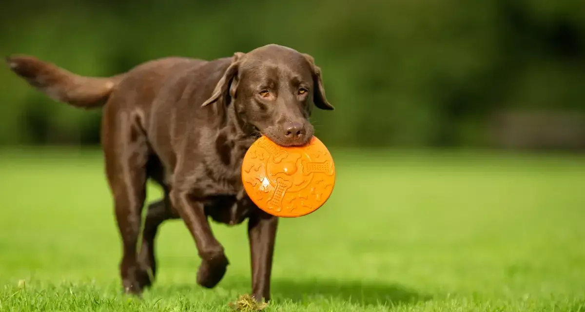 Czekoladowy labrador z pomarańczowym frisbee w pysku, gotowy do zabawy. Jego radosny charakter widać w każdym ruchu.