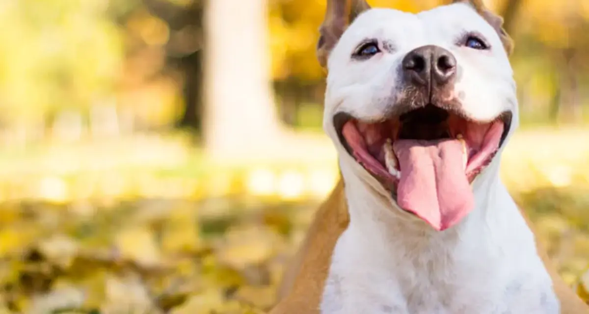 Uśmiechnięty pies rasy pitbull leży wśród jesiennych liści, ciesząc się ciepłym słońcem.