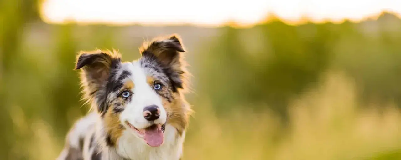 Piękny border collie z niebieskimi oczami, zadowolony i gotowy do zabawy. Zastanawiasz się, ile powinien jeść border collie?