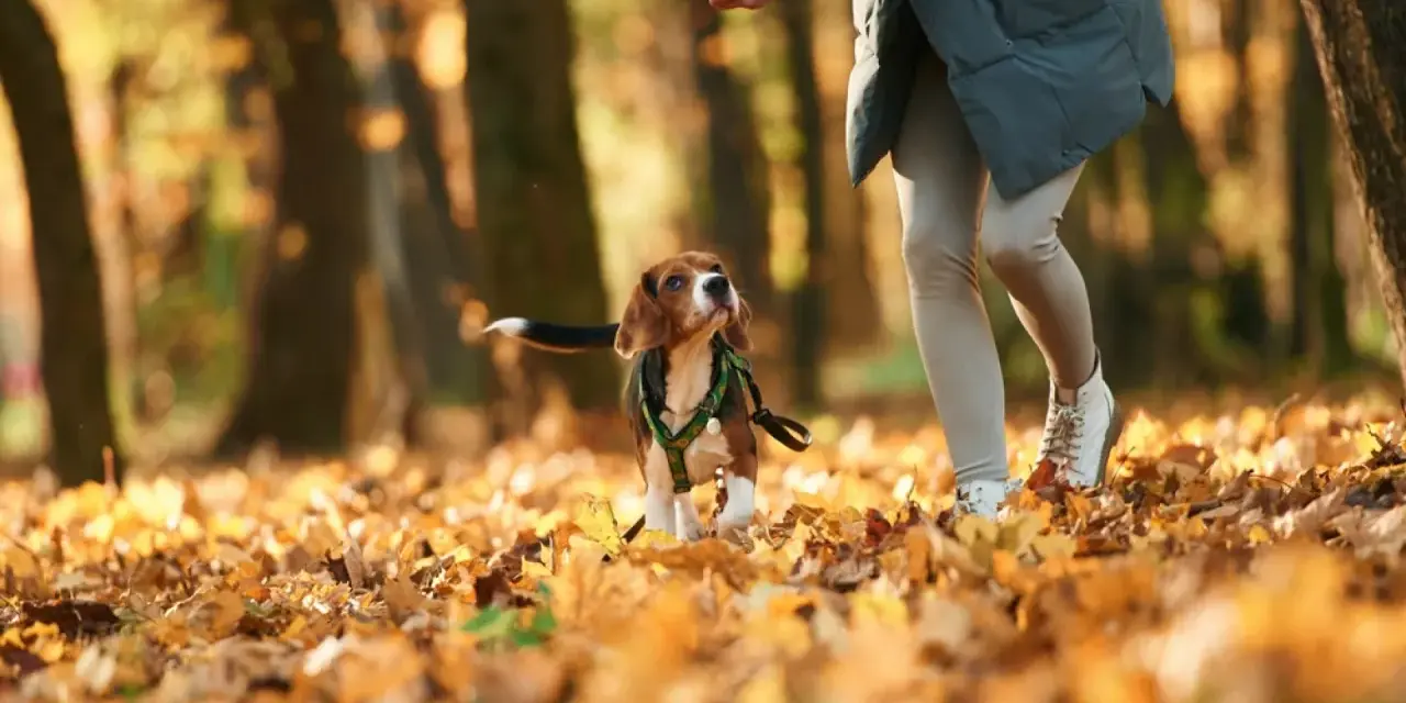 Jesienny spacer. Beagle wpatrzony w rękę opiekuna, zastanawia się, dlaczego pies chodzi za mną krok w krok.