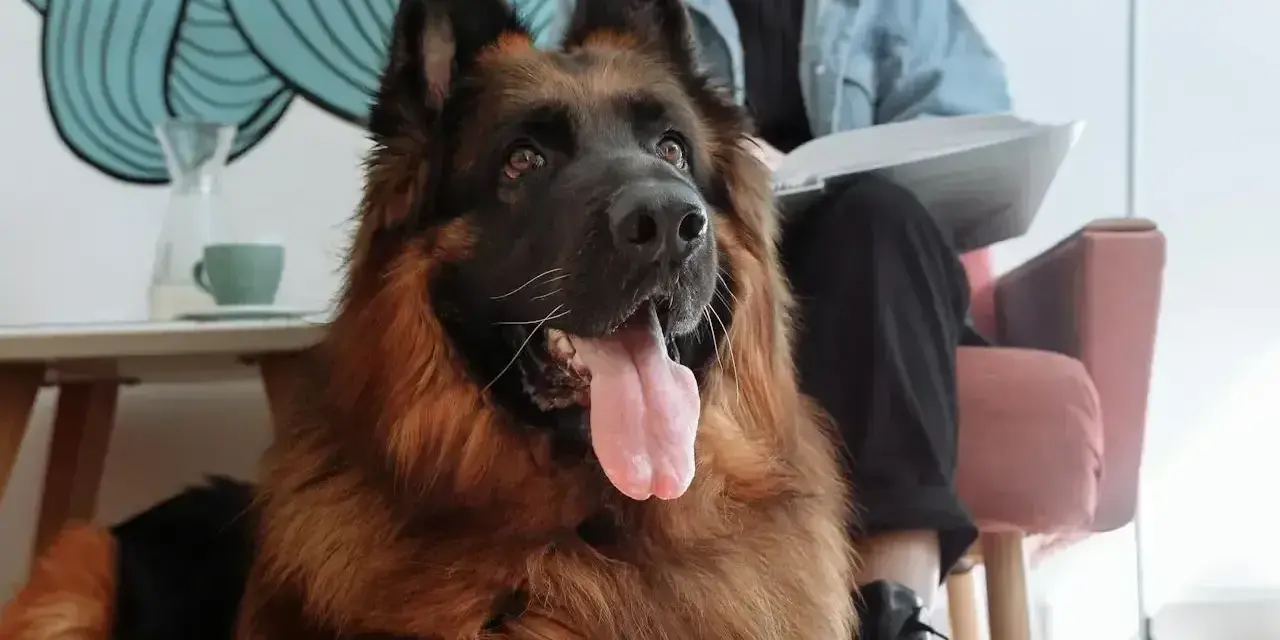 Piękny owczarek niemiecki, gotowy do adopcji. Sprawdź naszą hodowlę i cenę szczeniąt.