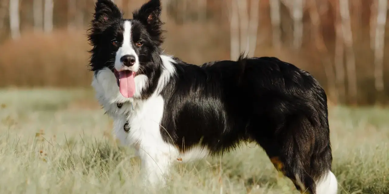 Piękny border collie w trawie, z językiem na wierzchu. Ile żyje border collie? Średnio 10-17 lat.