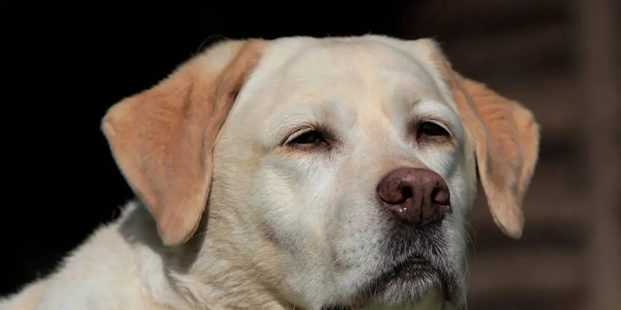 Uroczy labrador, idealny labrador dla dzieci, patrzy w dal z zaciekawieniem.