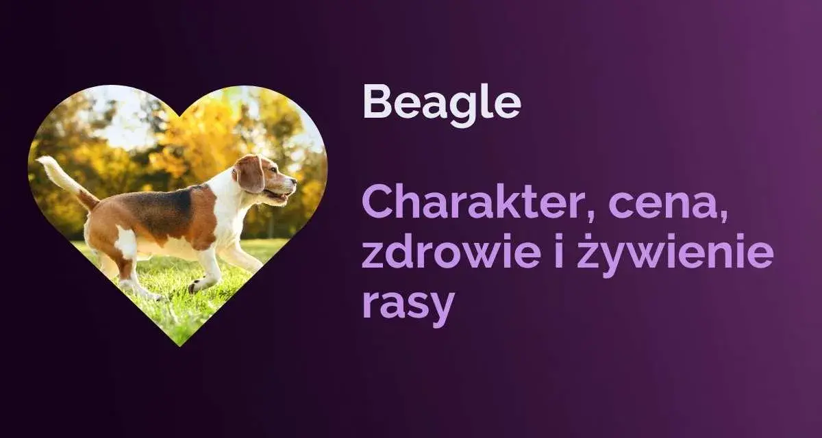 Radosny beagle piesek w sercu, biegnie po trawie. Informacje o rasie beagle: charakter, zdrowie, żywienie.