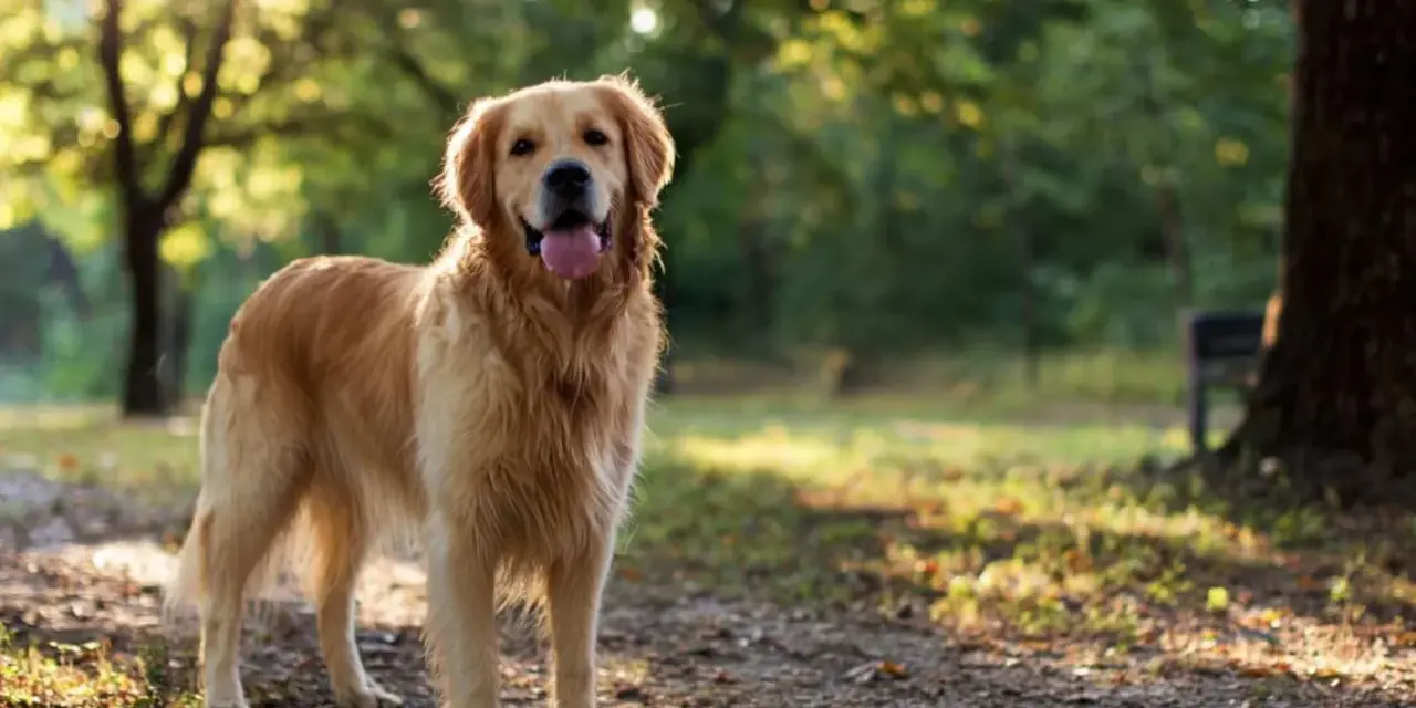 Szczęśliwy golden retriever stoi w parku, ciesząc się słońcem.