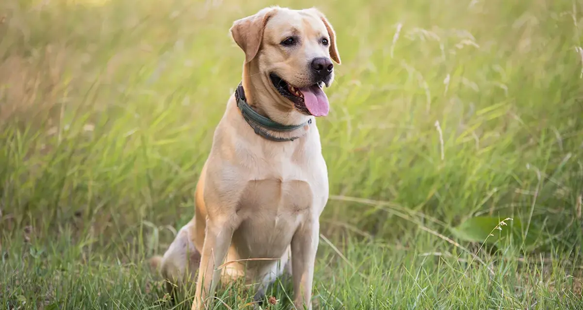 Uroczy, beżowy labrador siedzi na trawie. Zastanawiasz się, ile kosztuje labrador? Ten przyjacielski piesek jest gotowy na przygodę!