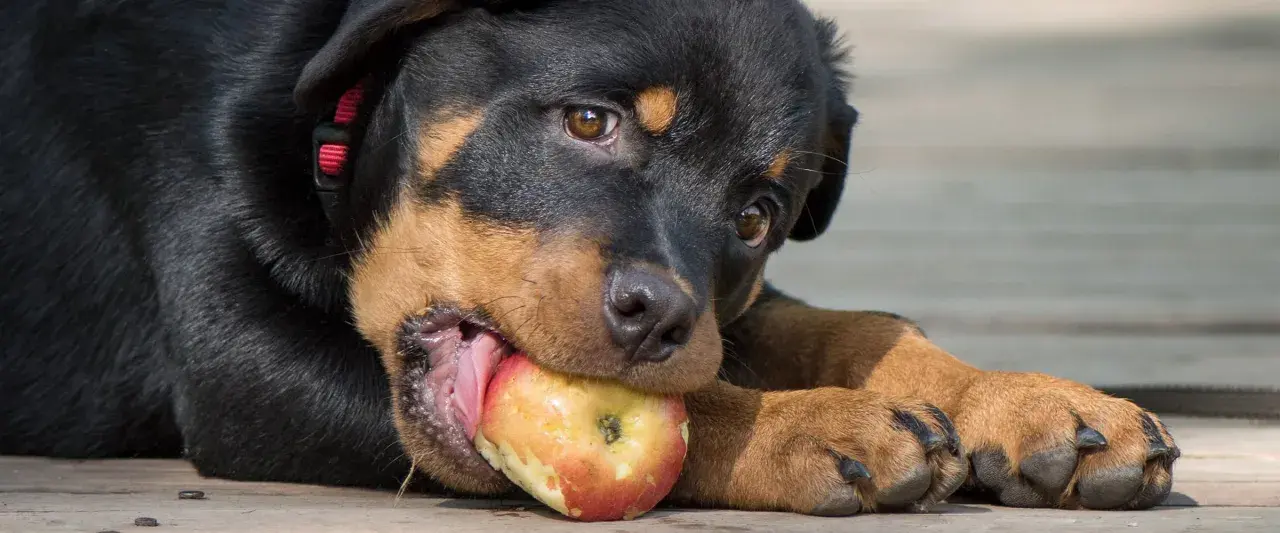 Szczeniak rottweilera gryzie jabłko, sprawdzając, czy pies może jeść jabłko.